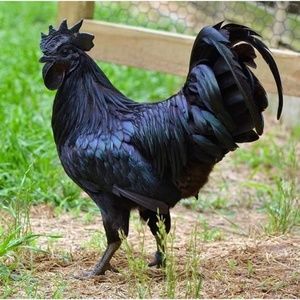 Meet your Posher, Mic